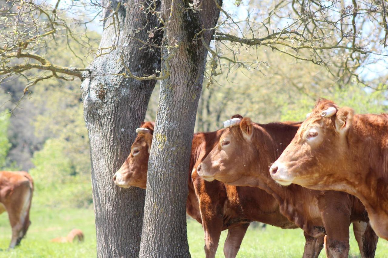 Bauernhof Et Roulottes Au Domaine De La Trille *